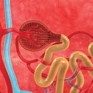 Structure of nephron