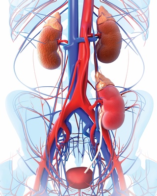 Transparent Kidney